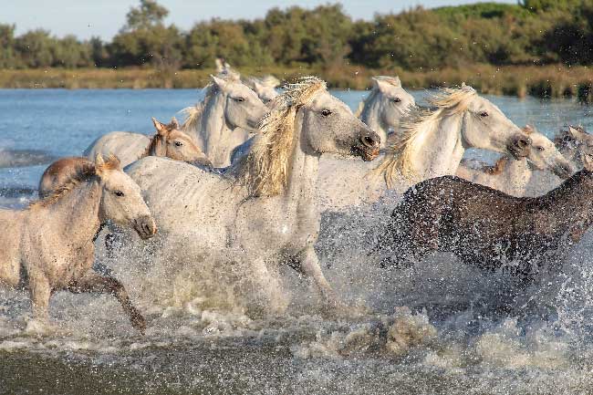 Chevaux Camarguais